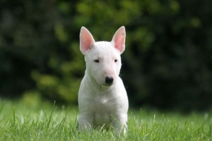 bull-bull-terrier-puppies-breed