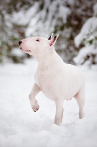 white-bull-terrier-in-snow