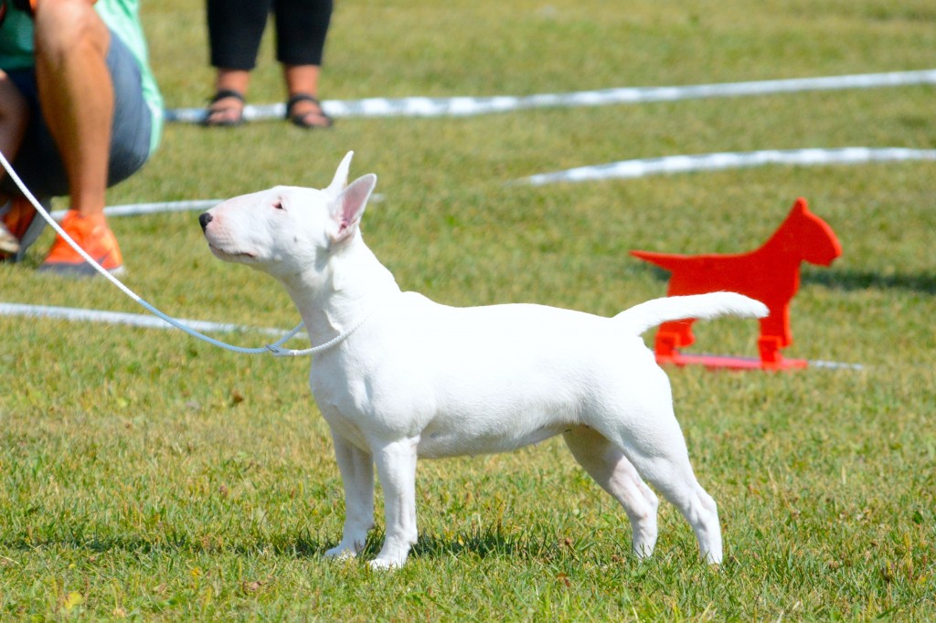 BIR Mini Sockerbullens Kokos1