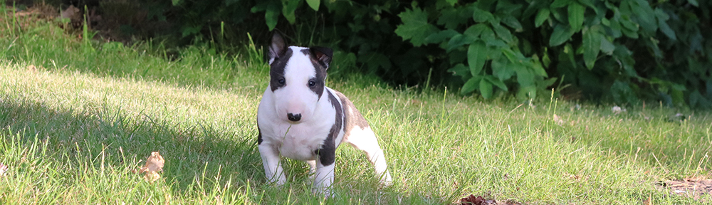 Svenska Bullterrierklubben