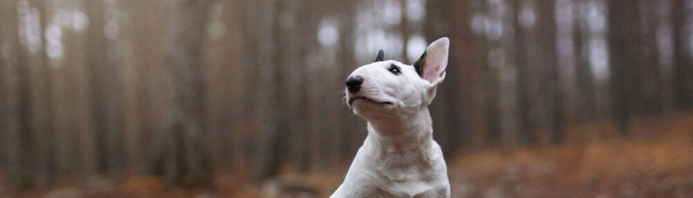 Svenska Bullterrierklubben
