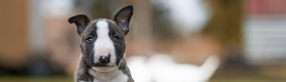 Svenska Bullterrierklubben