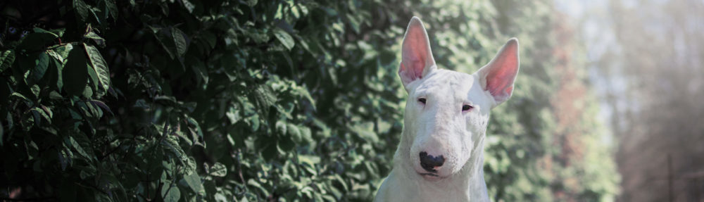 Svenska Bullterrierklubben
