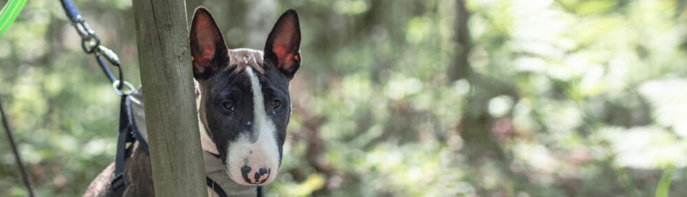 Svenska Bullterrierklubben
