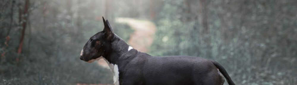 Svenska Bullterrierklubben