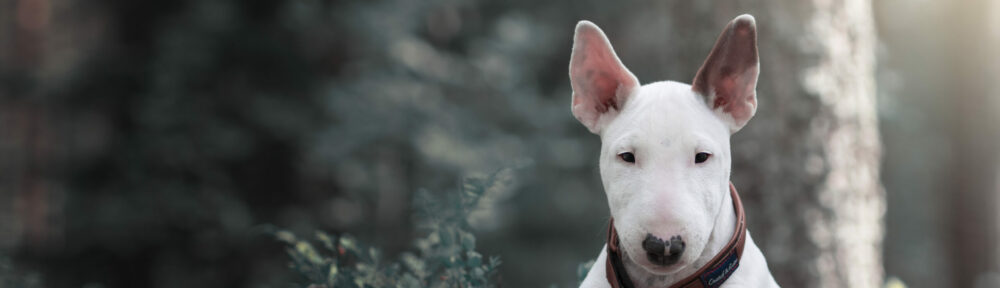 Svenska Bullterrierklubben