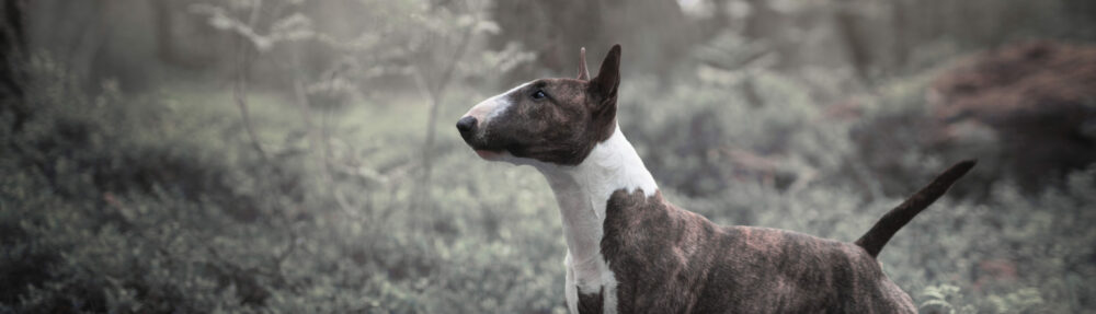 Svenska Bullterrierklubben