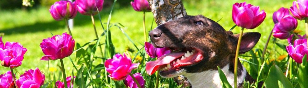 Svenska Bullterrierklubben