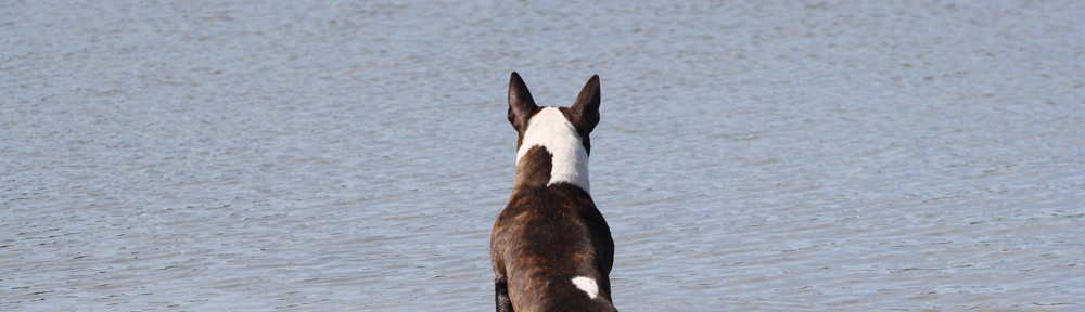 Svenska Bullterrierklubben