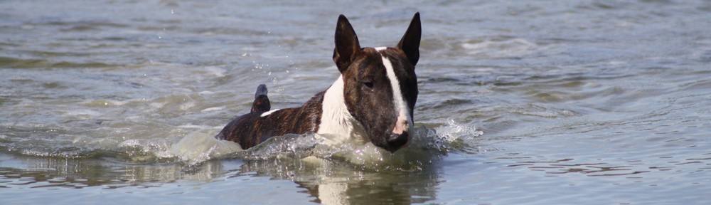 Svenska Bullterrierklubben