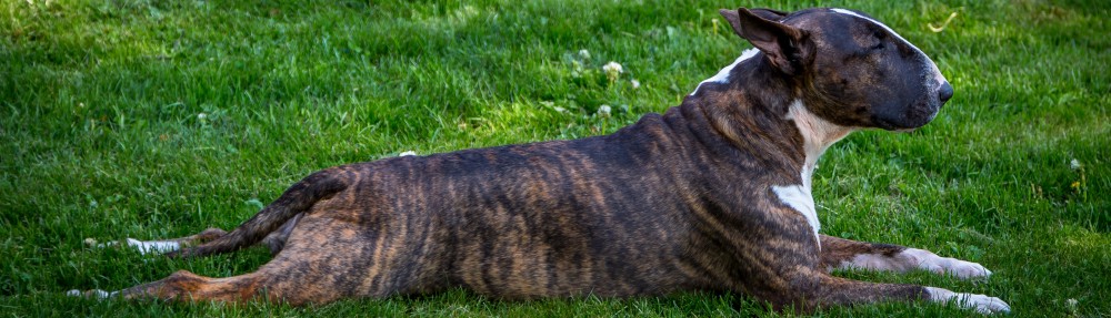 Svenska Bullterrierklubben
