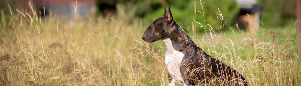 Svenska Bullterrierklubben