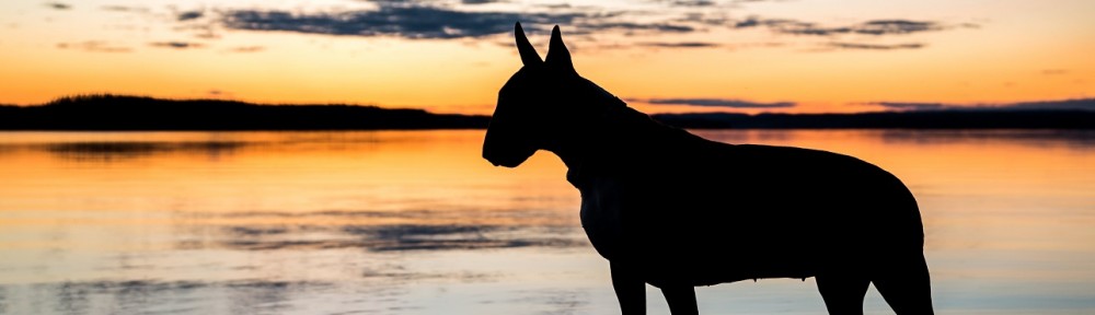 Svenska Bullterrierklubben
