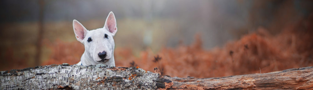 Svenska Bullterrierklubben