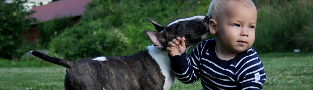 Svenska Bullterrierklubben