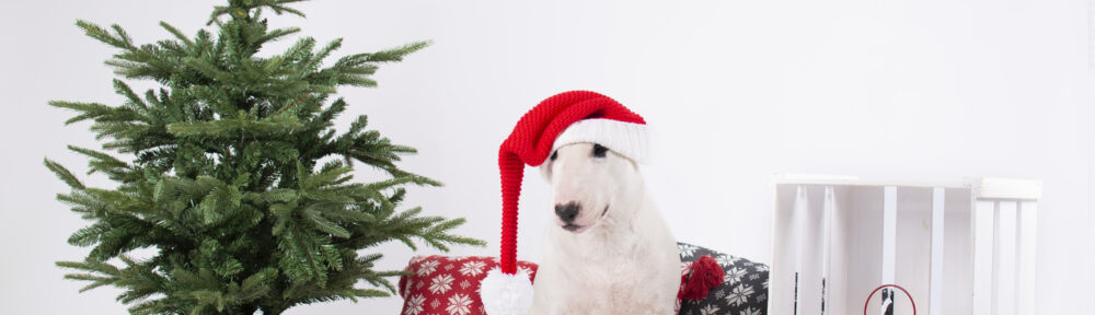 Kul i jul, kolla in Matfors Brukshundklubbs julkalender